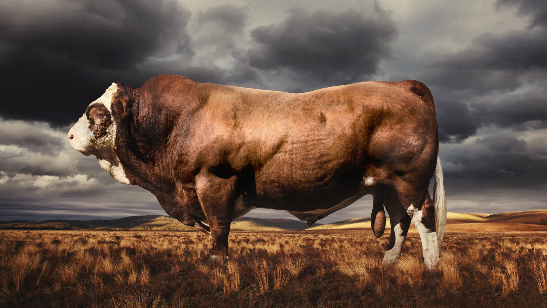 The Heavyweight Champion - Simmental New Zealand1920 x 1080