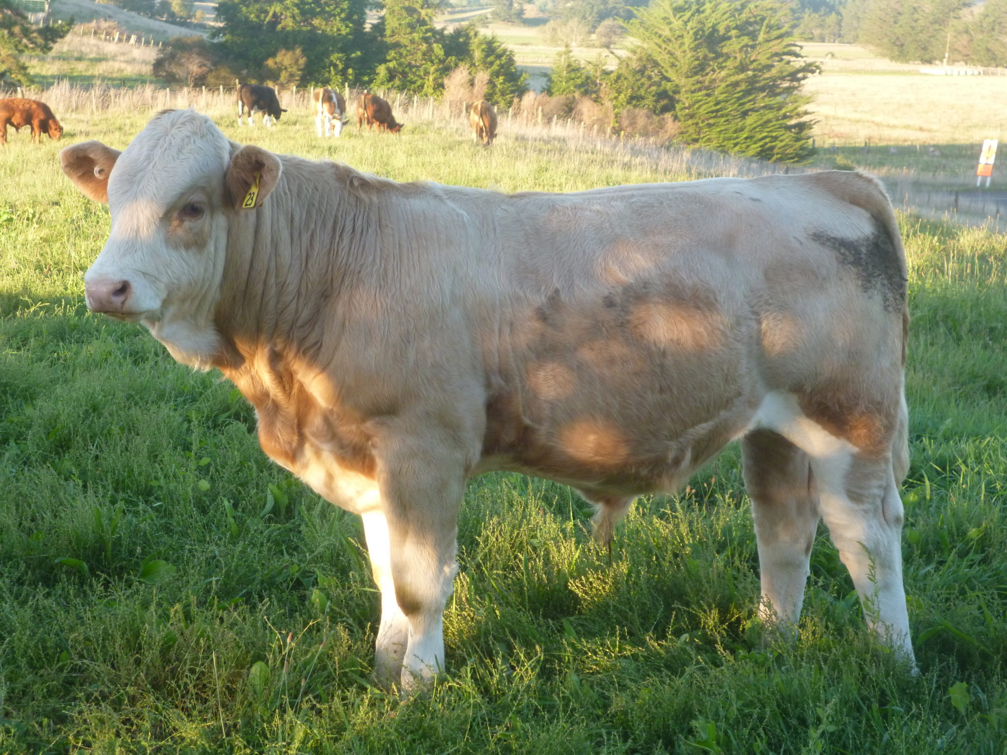 simmental beef cattle for sale nz