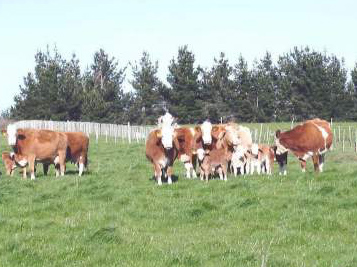 cows for sale nz