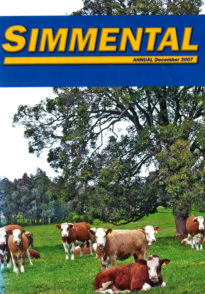 simmental cattle